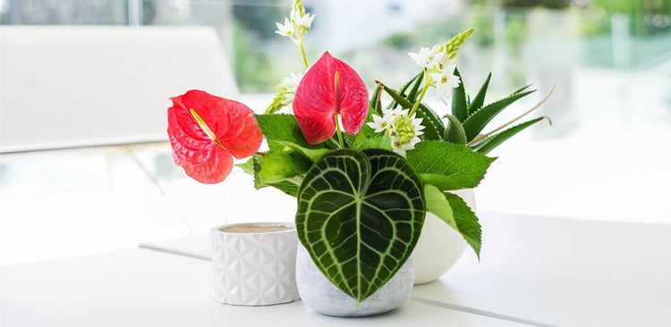Contemporary floral display with red anthuriums and heart-shaped leaves in a white interior setting.
