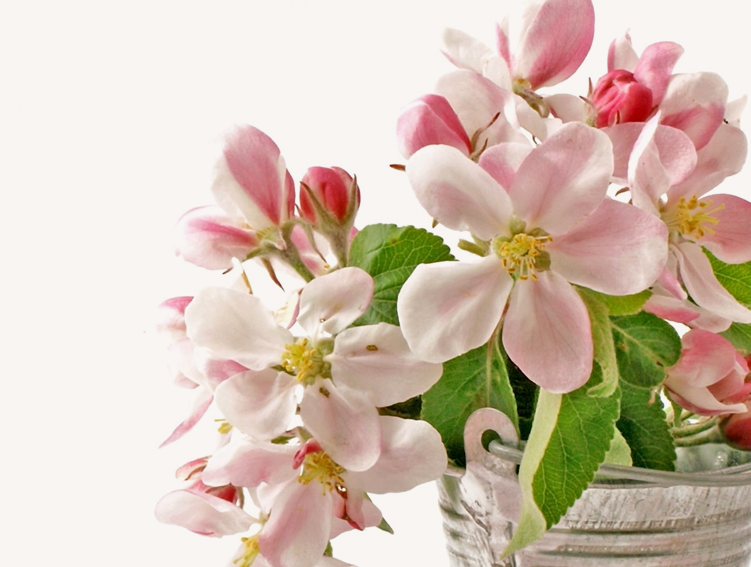 Delicate pink and white apple blossoms displayed in a rustic tin pail, symbolizing spring.