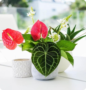 Small potted plant with red and green leaves on a white table.